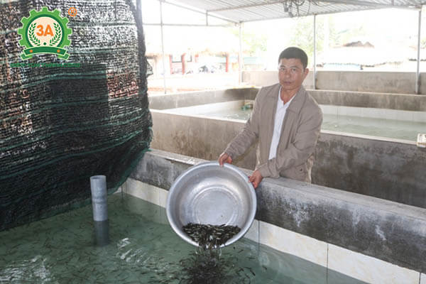 Nuôi cá trong bể xi măng theo công nghệ mới (06)