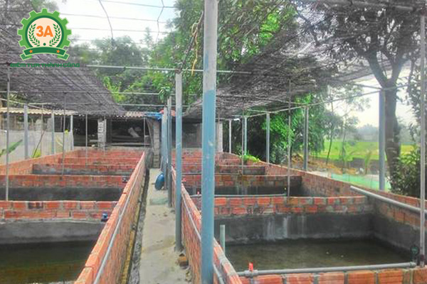 Nuôi ếch trong bể xi măng: Xây dựng bể nuôi ếch