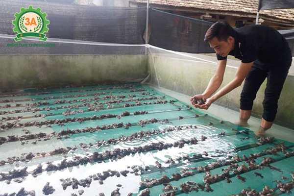 Nuôi ếch trong bể xi măng: Nên thả giống vào lúc mát trời