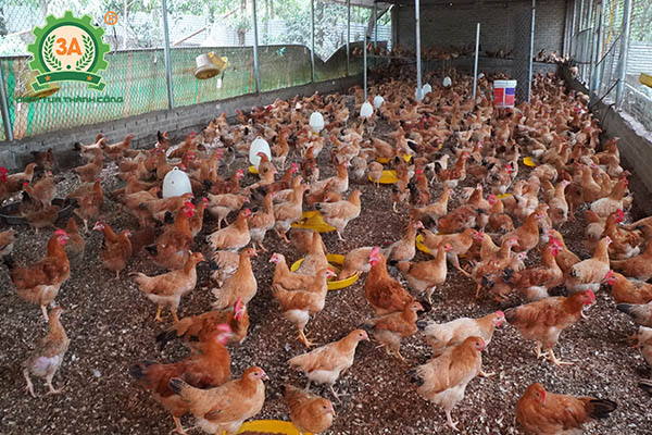 Nuôi gà bằng thảo dược (01)