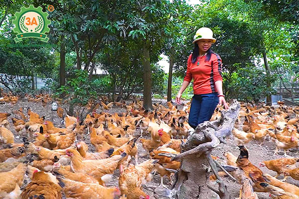 Nuôi gà bằng thảo dược “thắng lớn” nhờ máy chăn nuôi 3A