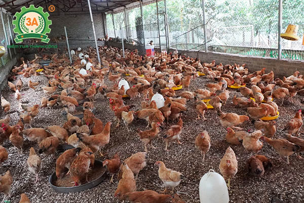 Nuôi gà bằng thảo dược (03)