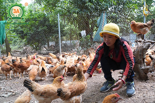 Nuôi gà bằng thảo dược (04)