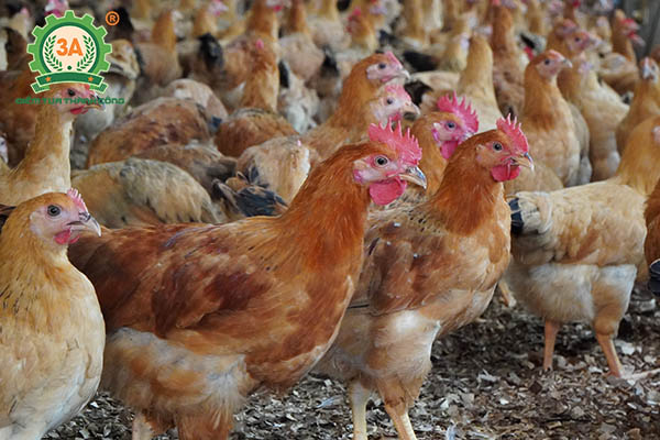 Nuôi gà bằng thảo dược (12)