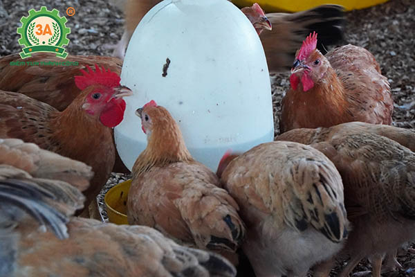 Nuôi gà bằng thảo dược (13)