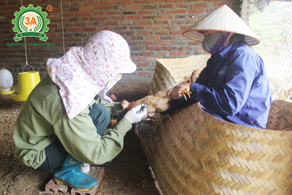 Nuôi gà tre sinh sản (07)