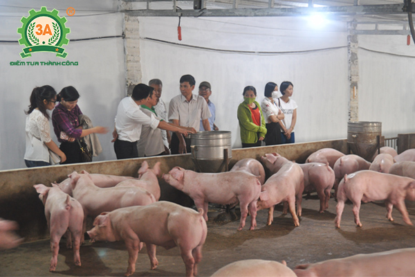 Tham quan một mô hình nuôi lợn sạch hướng hữu cơ