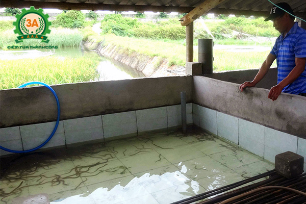 Không nuôi lươn không bùn giống với mật độ quá dày