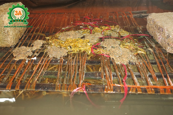 Thức ăn nuôi lươn không bùn