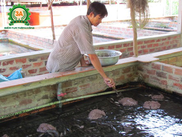 Thức ăn nuôi lươn không bùn cần phải được chuẩn bị kỹ lưỡng