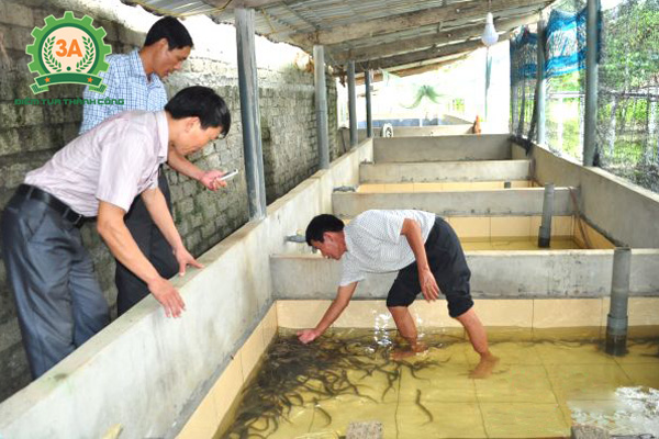 Nuôi lươn trong bể xi măng lát gạch trơn láng