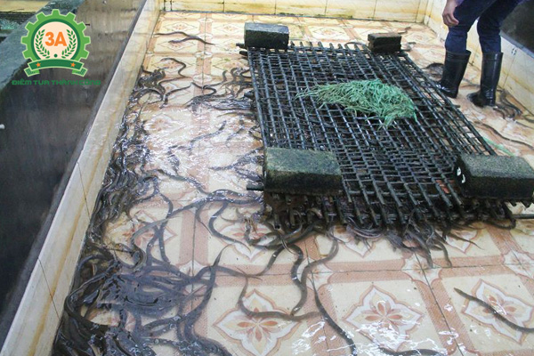Nuôi lươn trong bể xi măng - Tạo giá thể cho lươn bám vào