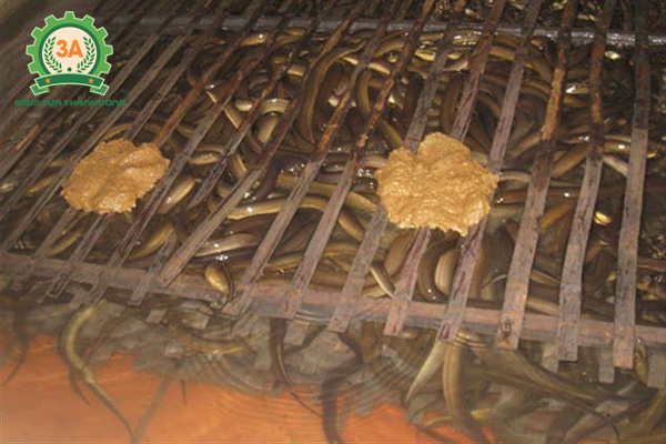 Nuôi lươn trong bể xi măng - Cách cho lươn ăn