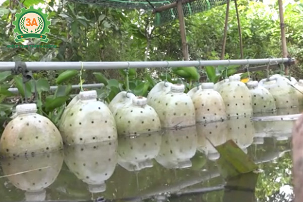 Nuôi lươn trong can nhựa: Cho lươn đã thuần dưỡng vào can và thả xuống nước