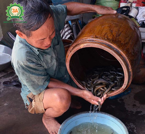 Nuôi lươn trong can nhựa: Cho lươn giống tắm thuốc kháng sinh, hóa chất, hoặc thuốc nam...