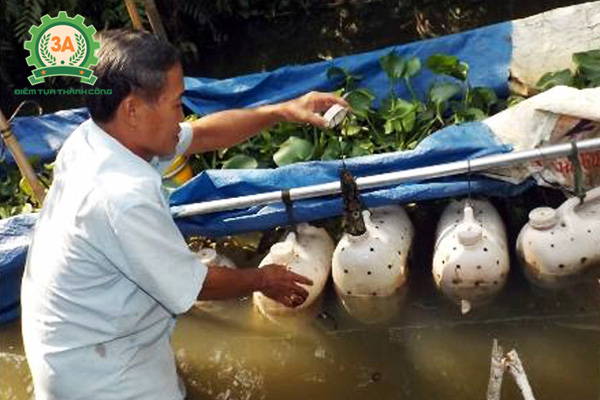 Nuôi lươn trong can nhựa: Cho lươn ăn