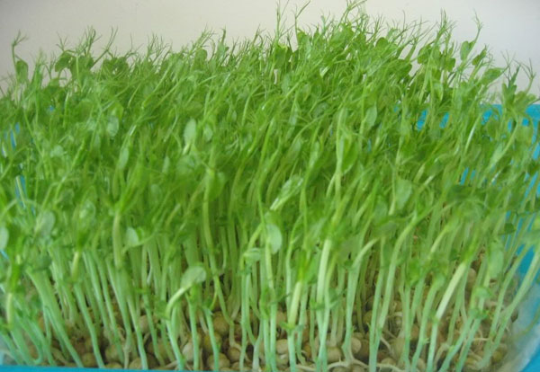 Rau muống mầm an toàn và sạch sẽ