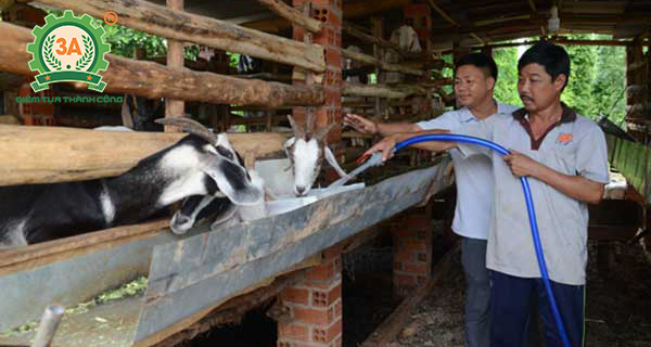 Thức ăn cho dê nuôi nhốt: Nước