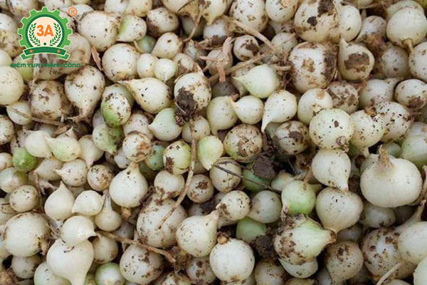 Thuốc trừ sâu sinh học (10)