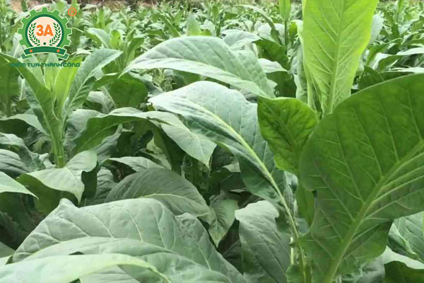 Thuốc trừ sâu sinh học (13)