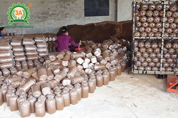 Trồng nấm mối đen (03)