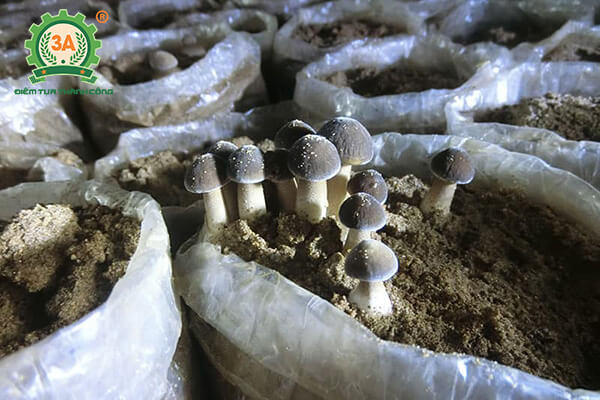 Trồng nấm mối đen (04)