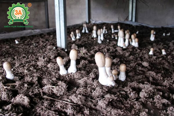Trồng nấm mối đen (05)