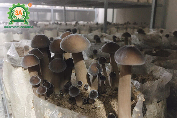 Trồng nấm mối đen (06)