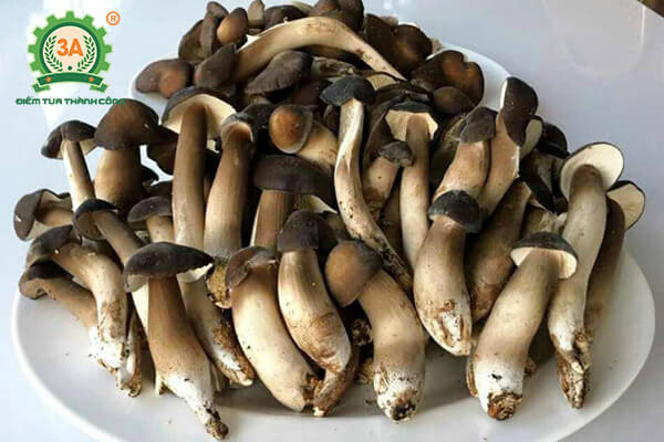 Trồng nấm mối đen (07)