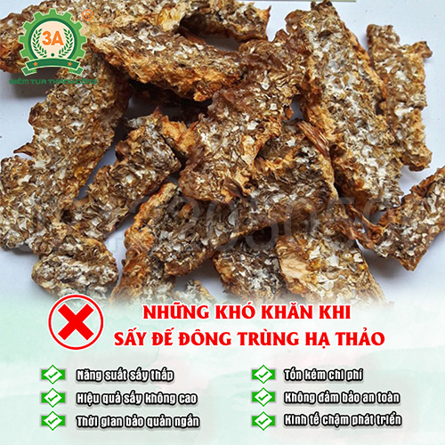 Những khó khăn khi sấy đế đông trùng hạ thảo bằng dụng cụ thô sơ