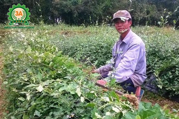 Tư vấn mua máy băm cà gai leo cho bà con trồng cà gai