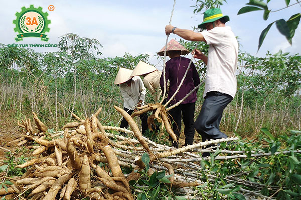 Ủ chua thân cây sắn làm thức ăn cho trâu bò (02)
