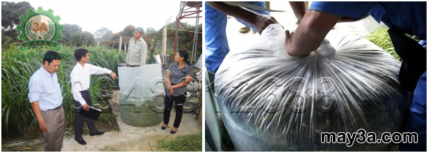 Ủ chua thân lá lạc dại làm thức ăn cho gia súc: Bà con đang tiến hành nén và buộc chặt túi tạo môi trường ủ