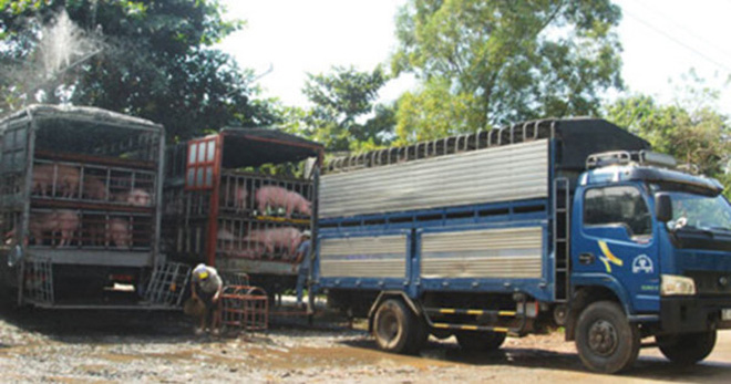 Việt Nam chưa được phép xuất khẩu heo sang trung quốc