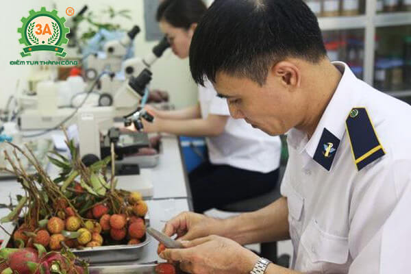 Xin giấy kiểm dịch thực vật (03)