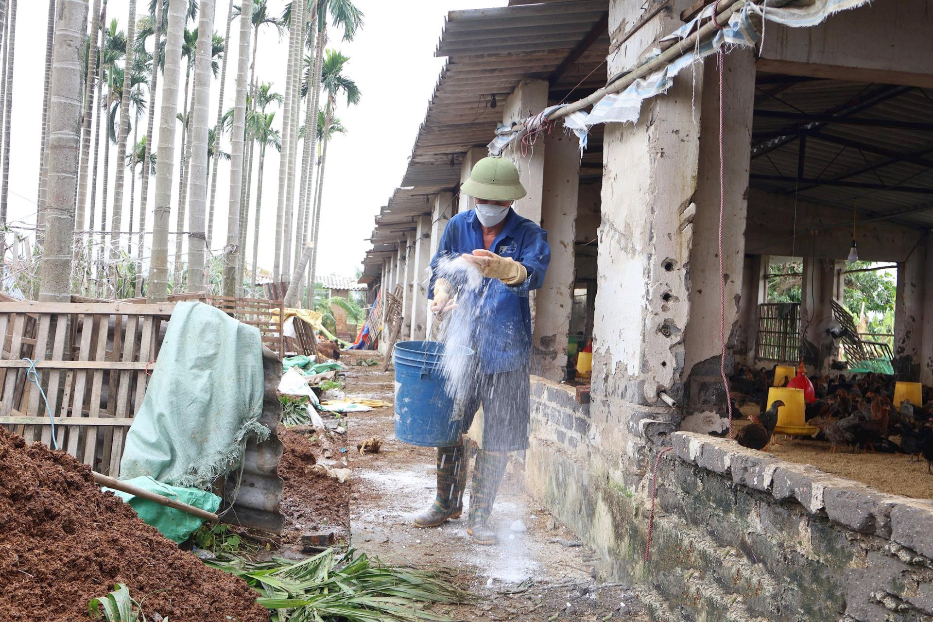 xứ lý chuồng trại sau bão