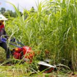 Bí quyết sử dụng máy thu hoạch cỏ voi hiệu quả