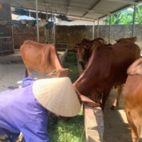 Lợi ích khi dùng máy băm cỏ cho bò so với thủ công loi-ich-khi-dung-may-bam-co-cho-bo-so-voi-thu-cong