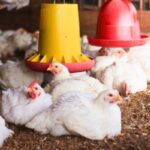 Lý do nên chọn máy băm nghiền đa năng cho hộ chăn nuôi