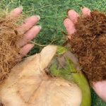 5 mô hình kinh doanh từ xơ dừa xay nhỏ – cơ hội từ chất thải nông nghiệp