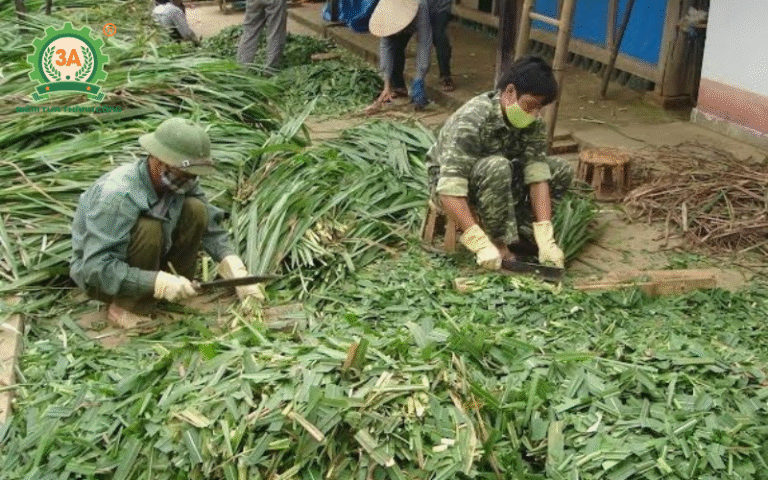 Giải pháp tăng hiệu quả hấp thụ dinh dưỡng