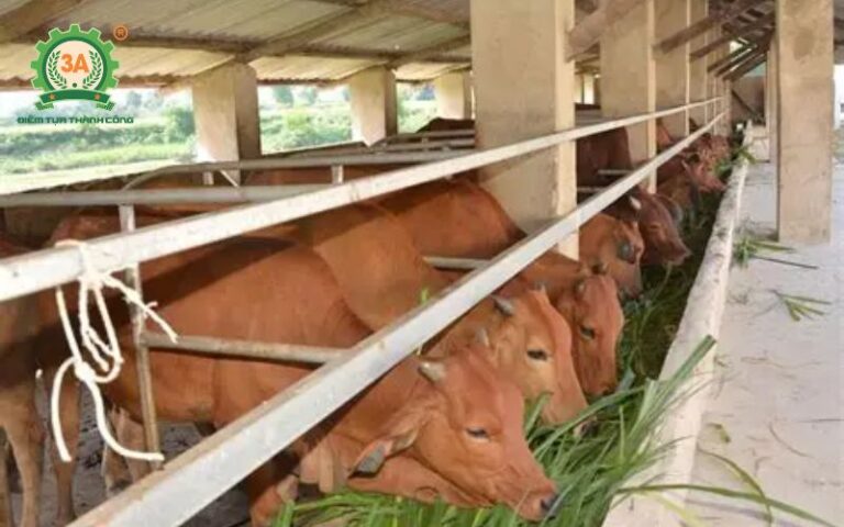 Tăng hiệu quả chăn nuôi với máy băm cỏ cho bò: Bí quyết phối trộn thức ăn giúp bò hấp thụ tối đa