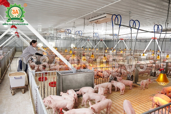 Cách các trang trại lớn duy trì chất lượng đàn nhờ công nghệ trộn chuẩn hóa