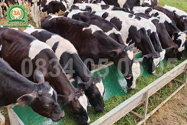 3 cách phối trộn cỏ – bã bia – thân ngô cho đàn bò khỏe đường ruột