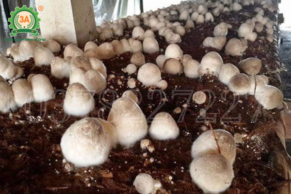 Tái sinh phụ phẩm dừa: bài toán chi phí – đầu ra cho nghề trồng nấm