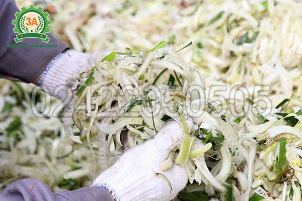 Tận dụng thân chuối thành thức ăn cho gia súc – máy thái chuối cắt giảm chi phí