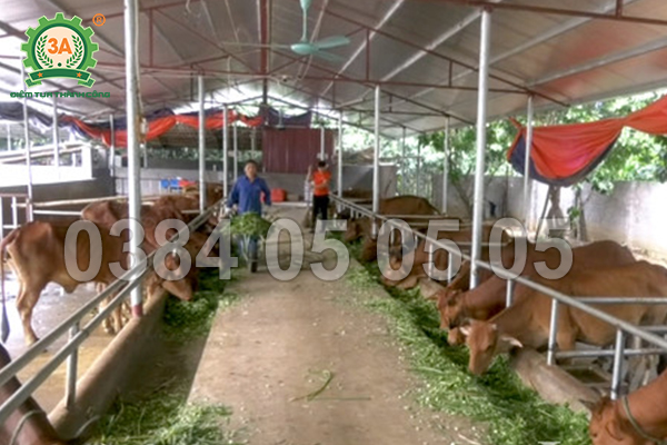 Băm cỏ cho bò tơ – bò thịt – bò sữa: mỗi loại cần độ dài sợi khác nhau.