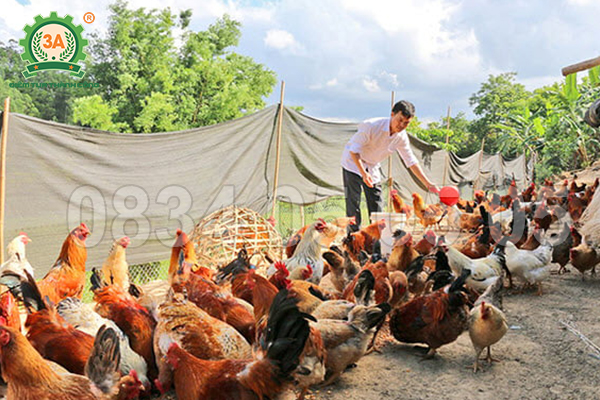 Vì sao gà ăn cám viên tự ép thường ít bệnh đường ruột hơn?