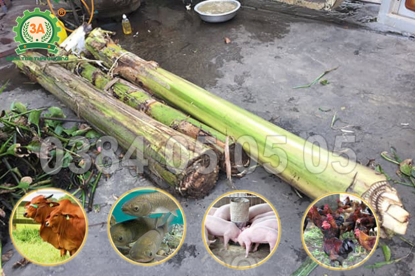 Thân chuối nên thái dày hay mỏng để vật nuôi tiêu hóa tốt nhất?