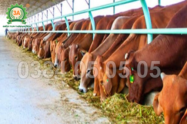 Trang trại bò tiết kiệm chi phí nhờ máy băm cỏ công nghiệp